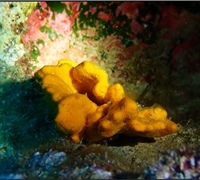 Axinella-verrucosa.jpg