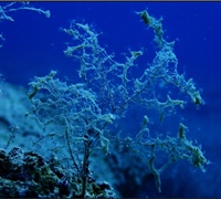 Eudendrium-racemosum.jpg