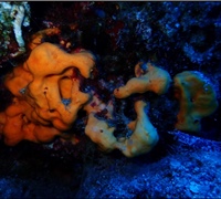 Agelas-oroides.jpg