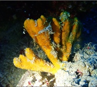 Anixella-verrucosa.jpg