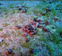 Cerithium-scabridum.jpg