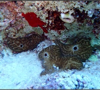 Chondrosia-reniformis-2.jpg