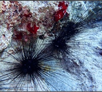 Diadema-setosum.jpg