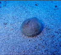 Echinocardium-cordatum.jpg