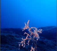 Eudendrium-racemosum.jpg