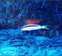 Parupeneus-forsskali.jpg
