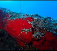 Phorbas-topsenti.jpg