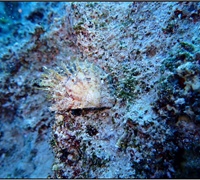 Pinctada-radiata.jpg