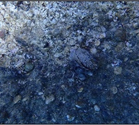 Chama-pacifica-(bivalve).jpg