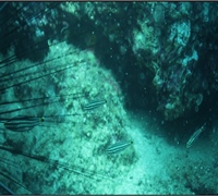 Cheilodipterus-novemstriatus.jpg