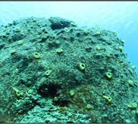 Cliona-viridis-2.jpg