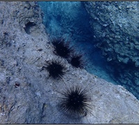 Diadema-setosum.jpg