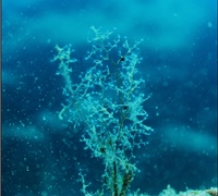 Eudendrium-racemosum-1.jpg