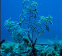 Eudendrium-racemosum-2.jpg