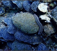 Hermodice-carunculata-1.jpg