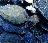 Hermodice-carunculata-2.jpg