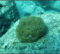 Ircinia-sp.jpg