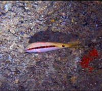 Parupeneus-forsskali.jpg