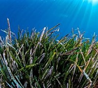 Posidonia oceanica - Λιβάδι ποσειδωνίας