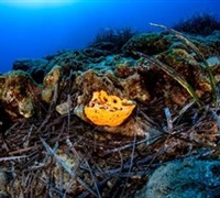 Agelas oroides – Πορτοκαλί σπόγγος