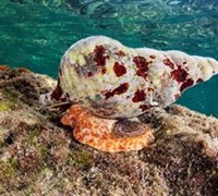 Charonia variegata – Τρίτωνας