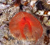 Serpulids – Εδραίοι πολύχαιτοι