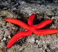 Ophidiaster ophidianus – Μωβ αστερίας