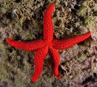 Echinaster sepositus – Κόκκινος αστερίας