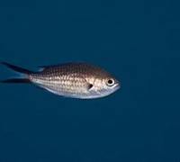 Chromis chromis – Καλόγρια