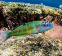 Thalassoma pavo - Γαϊτανούρι