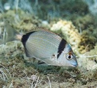 Diplodus vulgaris – Κακαρέλλος