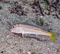 Mullus surmuletus – Μπαρμπούνι