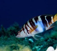 Serranus scriba – Πέρκα