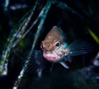 Serranus cabrilla - Χάνος