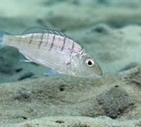 Lithognathus mormyrus – Μουρμούρα