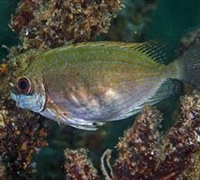Siganus luridus - Γερμανός