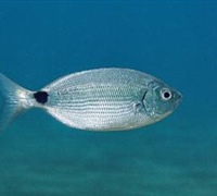Oblada melanura - Μελανούρι