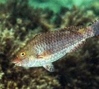 Sparisoma cretensis - Σκάρος