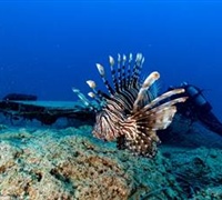 Pterois miles - Λεοντόψαρο