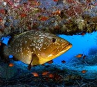 Epinephelus marginatus - Ροφός