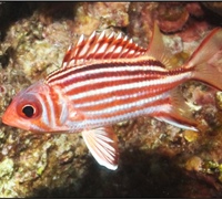 Sargocentron-rubrum.jpg