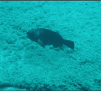 Sparisoma-cretense-1.jpg