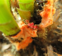 Crambe-crambe-(sponge)-&-Miniacina-miniacea.jpg