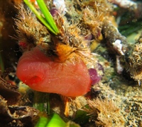 Ascidia-mentula.jpg