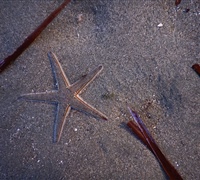 Astropecten-bispinosus.jpg