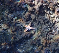 Astropecten-sp._maybe-johnstoni.JPG