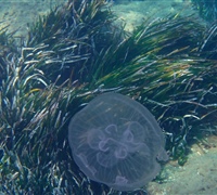 Aurelia-sp.jpg