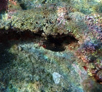Chondrosia-reniformis.jpg