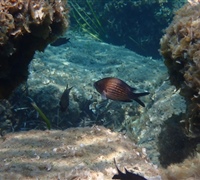 Chromis-chromis-1.jpg