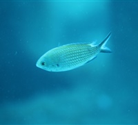 Chromis-chromis-2.jpg